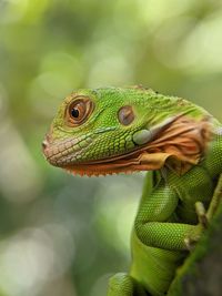 Close-up of lizard