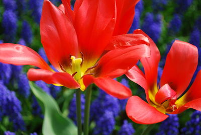 Close-up of day lily blooming in park