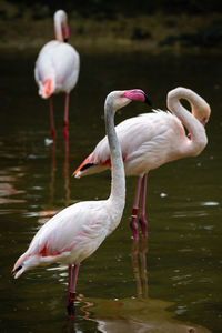 View of birds in lake