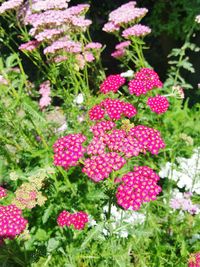 Close-up of flowers