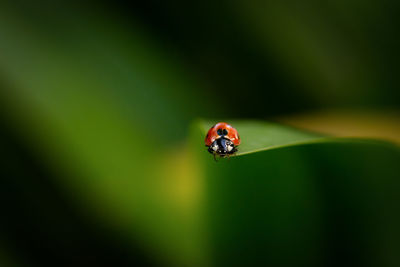 Close-up of ladybug on leaf