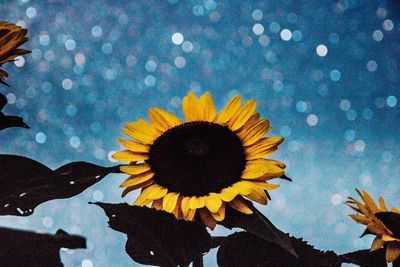 Close-up of sunflower against clear blue sky