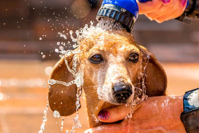 Close-up of dog splashing water