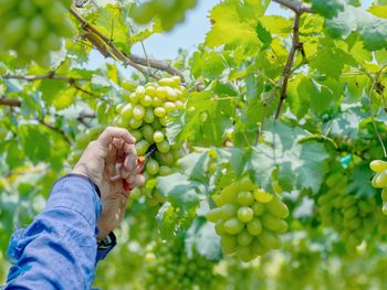 Midsection of man with fruits growing on tree