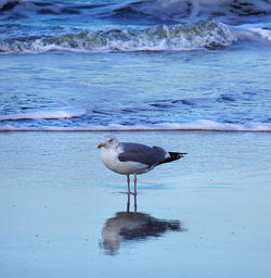 Seagull at beach