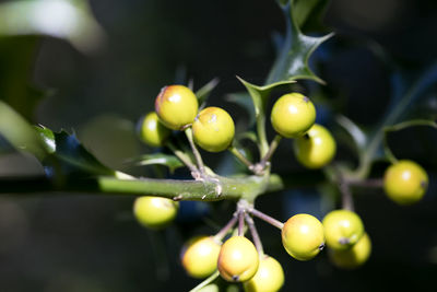 Close-up of fruits on tree