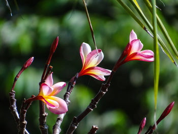 Close-up of pink flowering plant