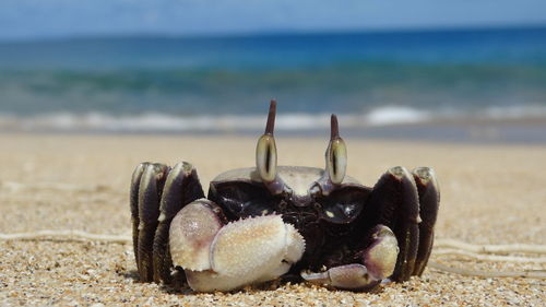 Close-up of crab on beach