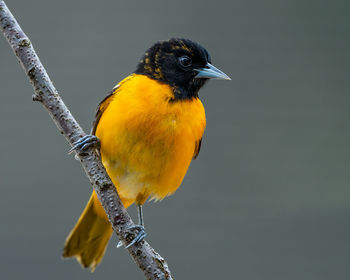 Close-up of bird perching on branch