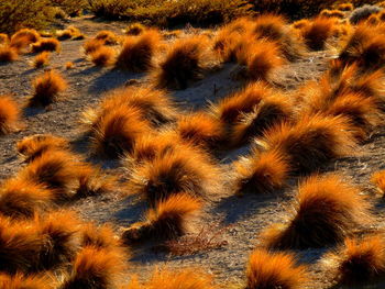 Full frame shot of orange field grass