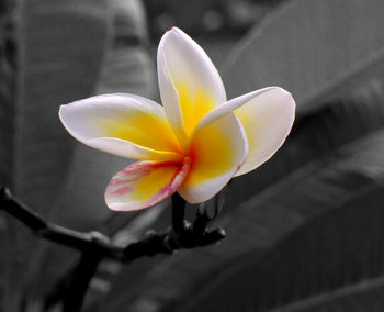 Close-up of frangipani blooming outdoors