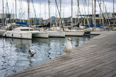 View of birds perching on wood at harbor