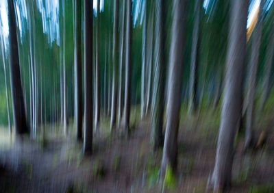 Close-up of bamboo trees in forest