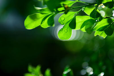 Close-up of green leaves