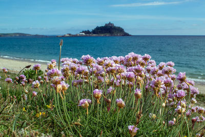 Purple flowering plants by sea against sky