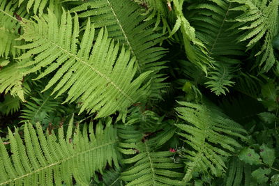 High angle view of fern leaves