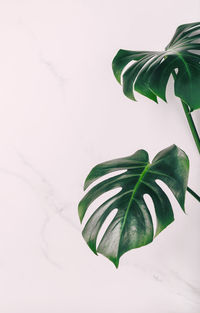 Close-up of green leaves on white background