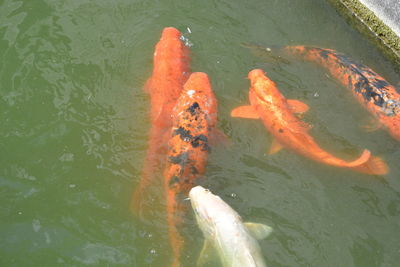 High angle view of koi carps swimming in lake