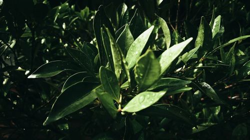 High angle view of leaves on plant