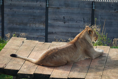 Cat resting on wood