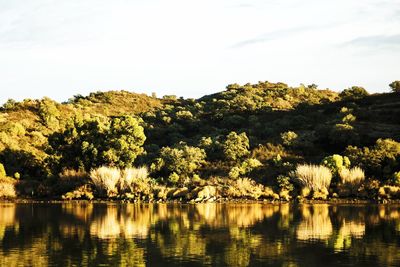 Trees by lake against sky