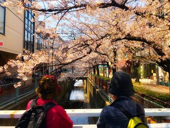 Rear view of man looking at cherry tree