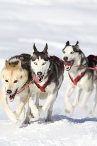 Dogs on snow covered landscape