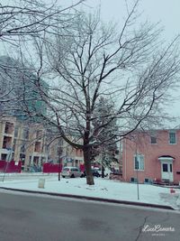 Bare tree in city during winter