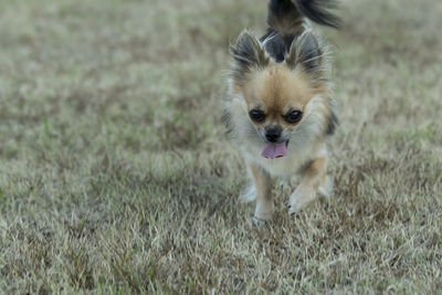 Dog in a field