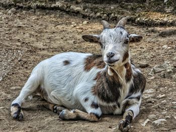 Portrait of goat relaxing on field