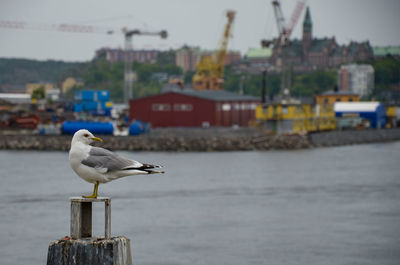 Seagull perching on wooden post against sea during sunset