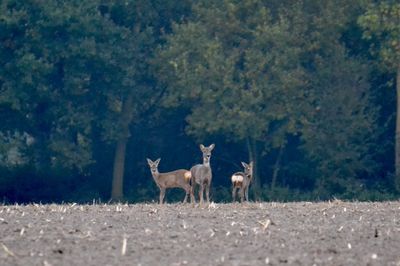 Deer standing on a land