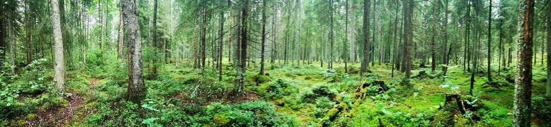 View of trees in forest