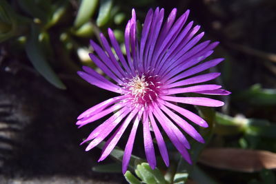 Close-up of purple flower