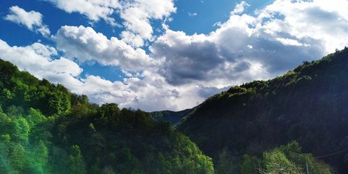 Scenic view of forest against sky