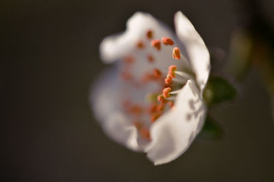 Close-up of white rose on black background