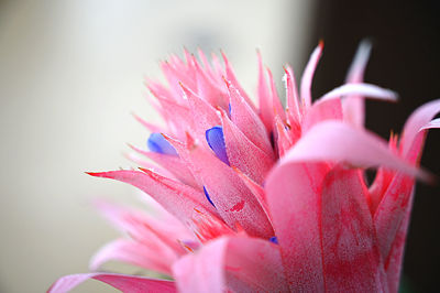 Close-up of pink flower