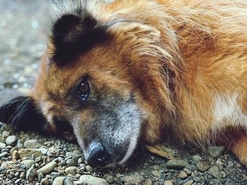 Close-up portrait of dog relaxing on land