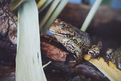 Close-up of frog on wood