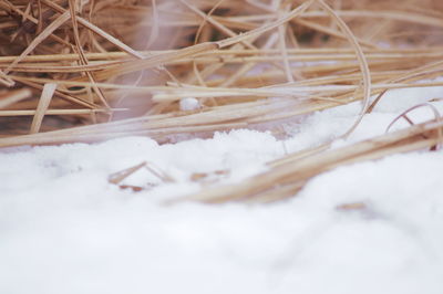 Close-up of snow