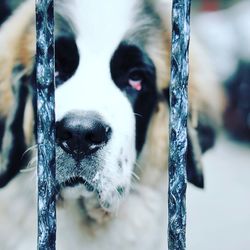 Close-up portrait of dog during winter