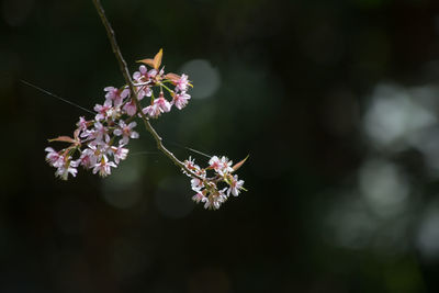 Wild himalayan cherry blossom scientific name prunus cerasoides