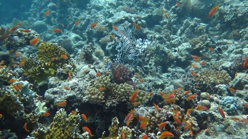 High angle view of fishes swimming in sea