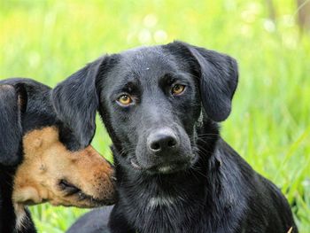 Close-up portrait of black dog