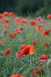 Close-up of poppy blooming on field