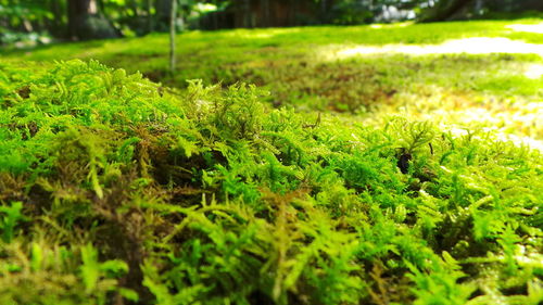 Close-up of moss growing on field