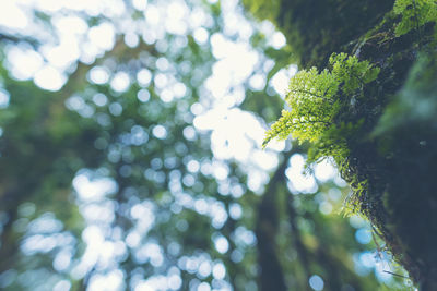 Low angle view of tree