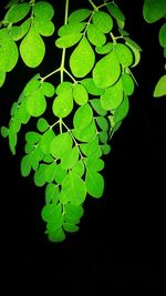 Close-up of leaves