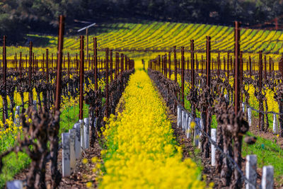 Scenic view of agricultural field