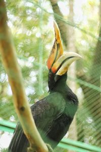 Low angle view of bird perching on branch